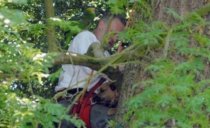 Собака на дереве Собака на дереве