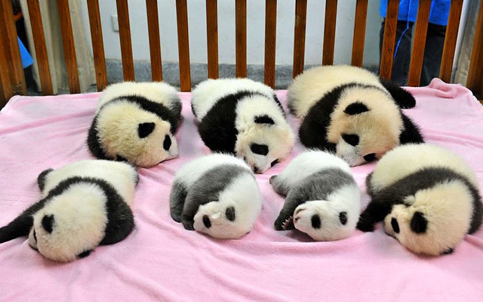 panda-daycare