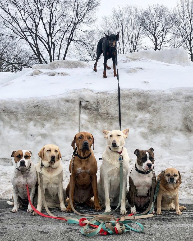 Когда собак выгуливает профессионал животные