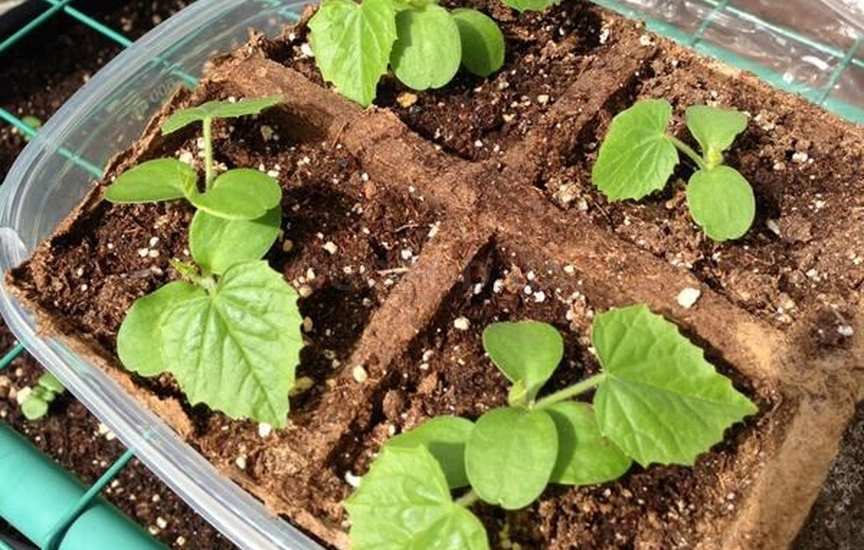 Мини-арбуз, который на вкус как огурец и лайм - и вы можете вырастить его сами! Мини-арбуз, который на вкус как огурец и лайм - и вы можете вырастить его сами!