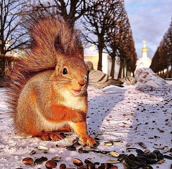 Зимние позитивные животные