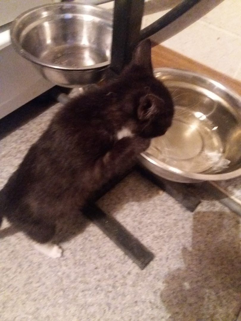 Тощий дрожащий котенок выскочил из темноты прямо в лапы собак! Хозяйка питомцев не могла бросить малыша Тощий дрожащий котенок выскочил из темноты прямо в лапы собак! Хозяйка питомцев не могла бросить малыша истории из жизни