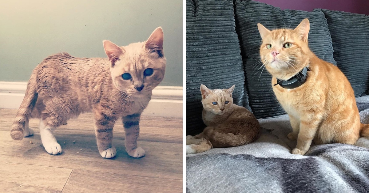 Котёнок Манчи никогда не вырастет и останется вечно молодым. Всё из-за редкой болезни, но он не унывает