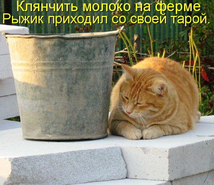 Байки про котов 14