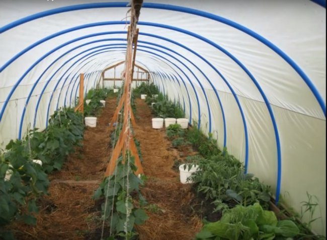 Бюджетная теплица из труб ПВХ бюджетная теплица