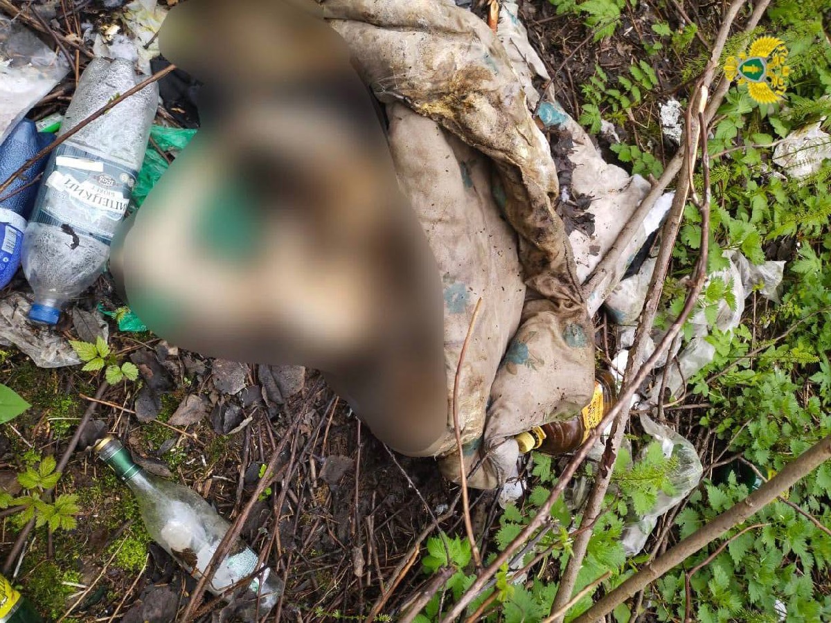 Скелет человека нашли в лесу рядом с Новой Москвой