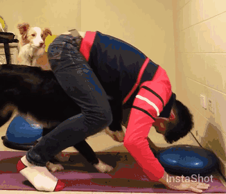 Животные тоже в тренде и постигают искусство йоги супер