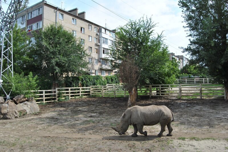 1. Кто сказал, что по улицам России ходят одни медведи? дороги, жизнь, жкх, прикол, россия, улица, юмор