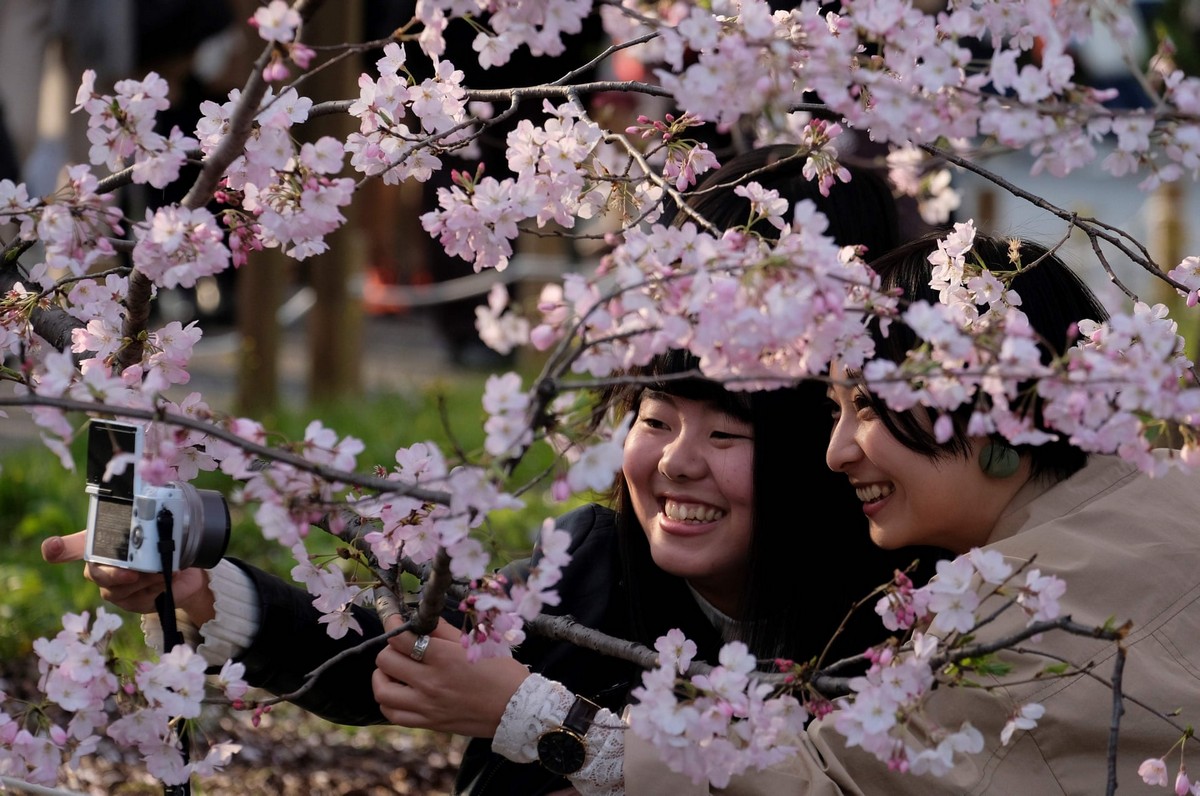 Японская песня сакура. Праздник цветения Сакуры в Японии. Ханами праздник цветения Сакуры. Весенний фестиваль в Японии.