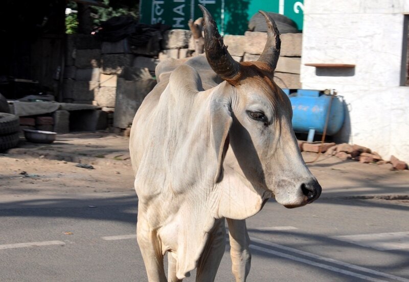 Фатехпур-Сикри - заброшенная столица Империи Великих Моголов Фатехпур-Сикри - заброшенная столица Империи Великих Моголов Индия,интересное,путешествия