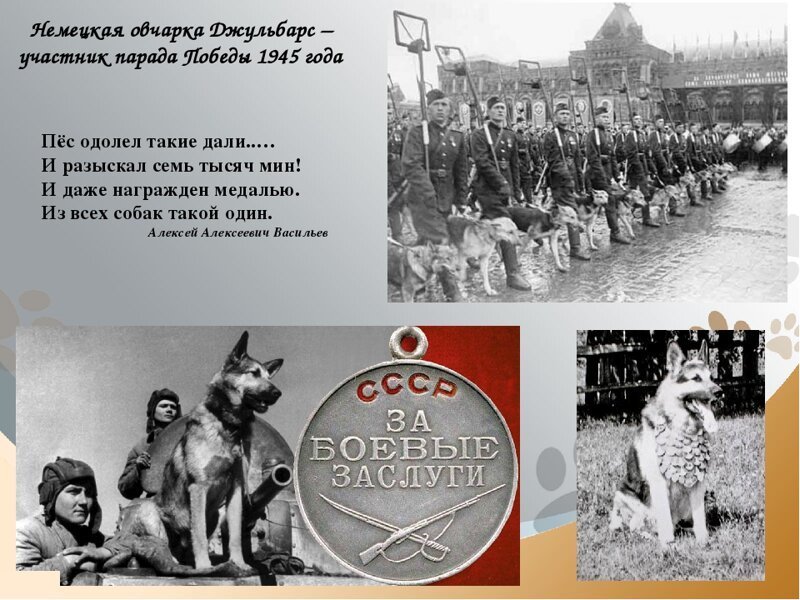 Джульбарс - пес, которого на Параде Победы несли на руках Джульбарс - пес, которого на Параде Победы несли на руках