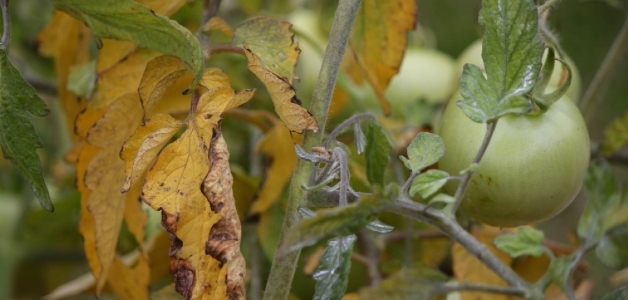 Сохнут листья у помидоров – в чем причина и что делать