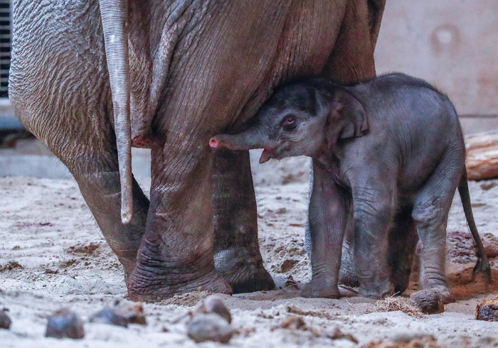 Слоненок поднялся на ноги через 25 минут после своего рождения, и не на секунду не отходит от своих родителей.