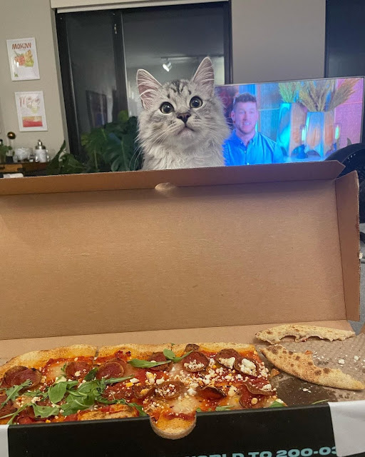кошка просит пиццу