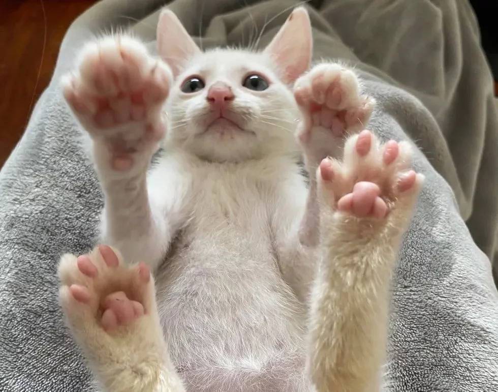 Без кота и жизнь не та