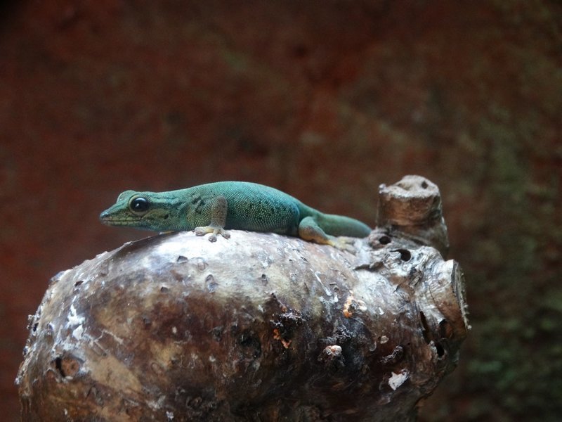 Королевский зоопарк Амстердама Королевский зоопарк Амстердама зоопарк, путешествия, факты, фото