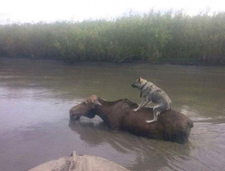 Веселые животные