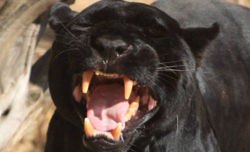 Пантеры ─ это просто огромные чёрные кошки