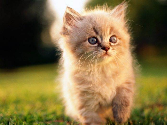Котёнок обдурил всех!