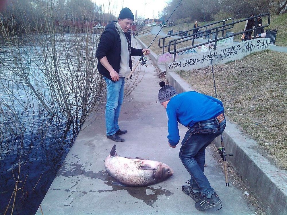 Такое возможно только в России. часть 43 Такое возможно только в России. часть 43 Юмор
