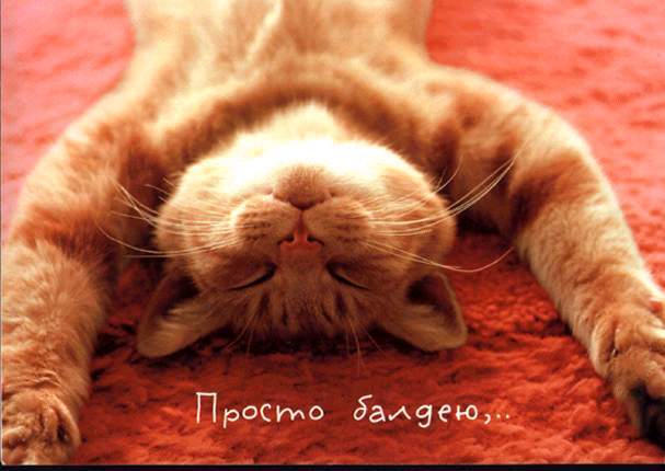 Позитивные и веселые фотографии с котиками для улыбки 