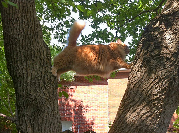 рыжий кот застрял на дереве