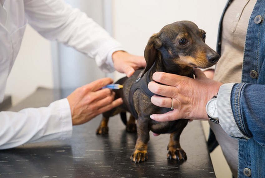 Первая прививка для щенка