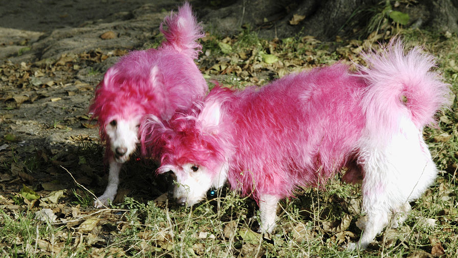 Про розовых собак. Розовая собака. Розовый щенок. Розовый окрас собаки. Существуют розовые собаки.