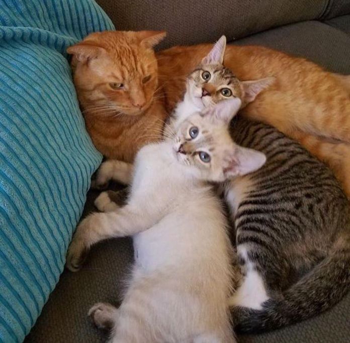 Без кота и жизнь не та