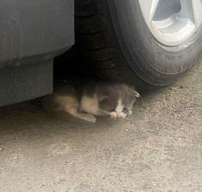 Без кота и жизнь не та