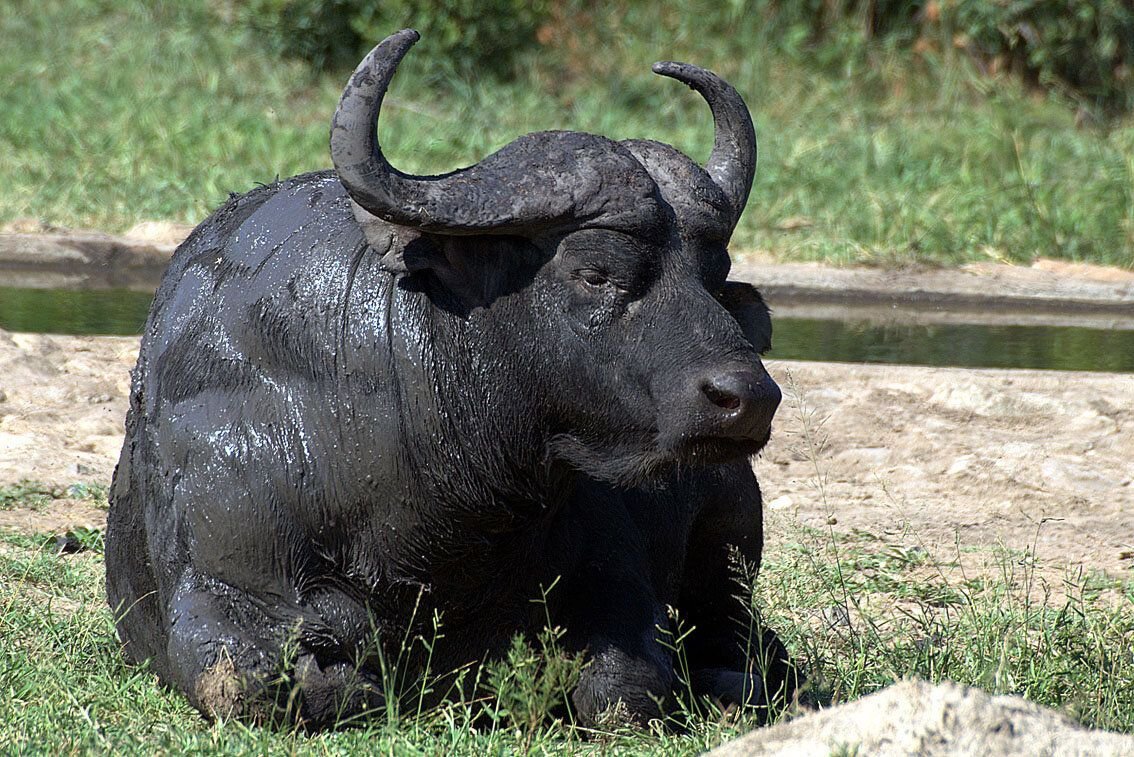 Черный африканский буйвол/ © zoopicture.ru