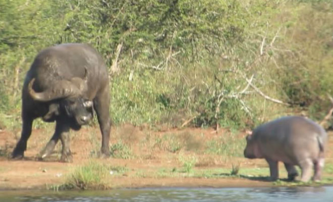Крошечный бегемот устроил взбучку буйволу и крокодилу