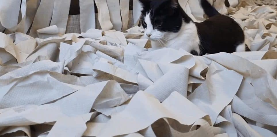 100 рулонов туалетной бумаги — хозяева сделали коту необычный подарок 100 рулонов туалетной бумаги — хозяева сделали коту необычный подарок истории из жизни