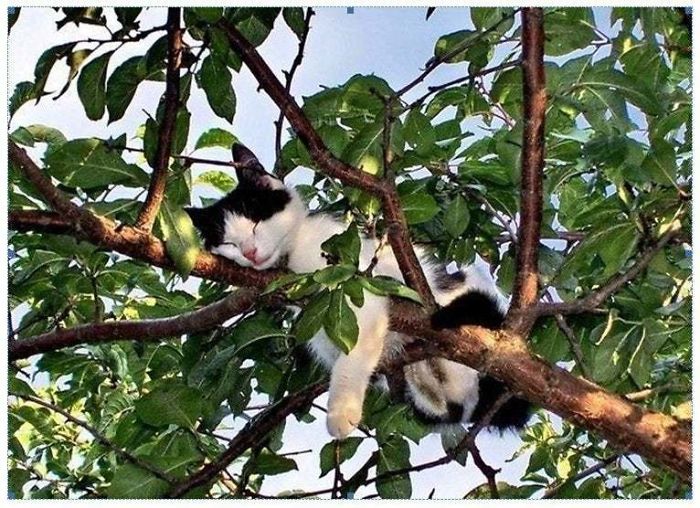 черно-белая кошка спит на дереве