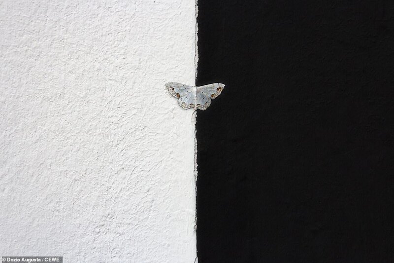 Бабочка. Фотограф - Дозио Аугуста cewe photo award, красивые фотографии, лучшие фото, лучшие фотографии, номинанты, участники, фотоконкурс, фотоконкурсы. природа