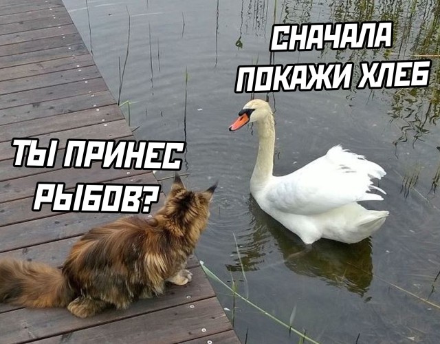 Порция позитива в подборке прикольных картинок и фоток