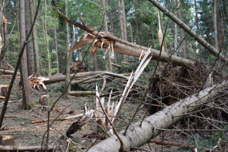 В Сеть попали фото последствий разрушительного урагана на Прикарпатье — повреждены сотни гектаров леса