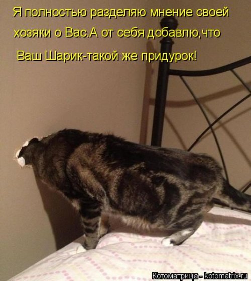 Лучшая котоматрица недели прикольные картинки