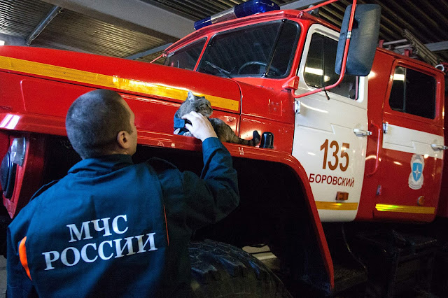 кот семен из пожарной части