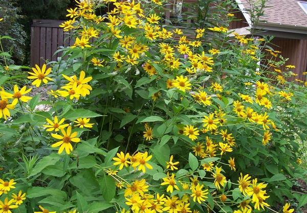 Гелиопсис подсолнечниковый, фото сайта Peat Free Plants