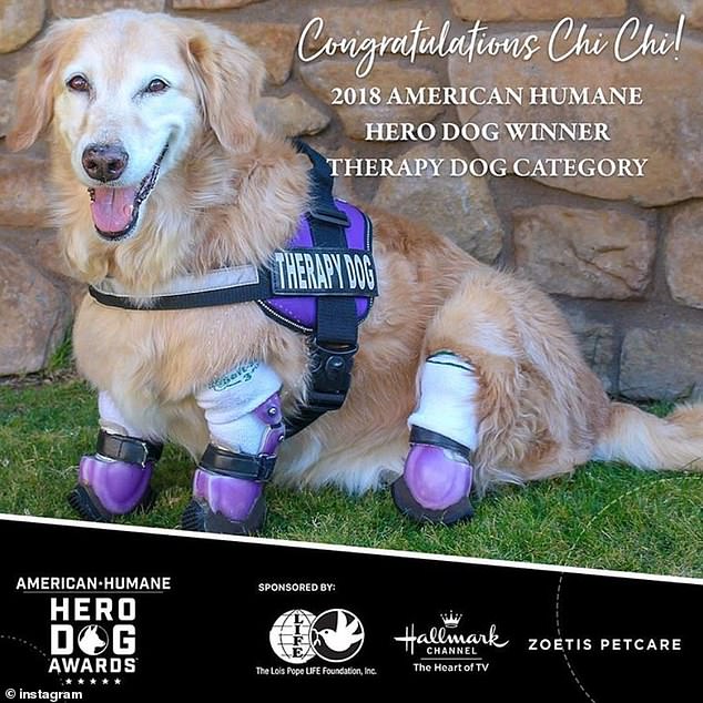 Золотистый ретривер потерял все четыре лапы, но теперь он помогает людям, потерявшим руки или ноги Золотистый ретривер потерял все четыре лапы, но теперь он помогает людям, потерявшим руки или ноги питомцы