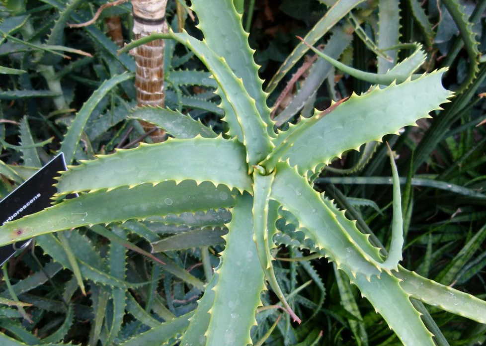 Вылечил гастрит и уже много лет не знаю боли и мучений