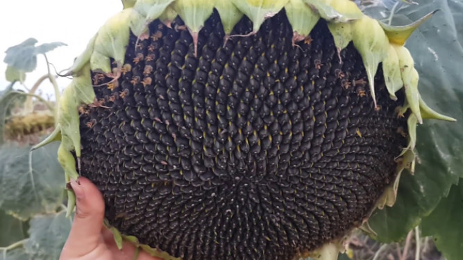 Колиты - одно из самых распространенных заболеваний человека