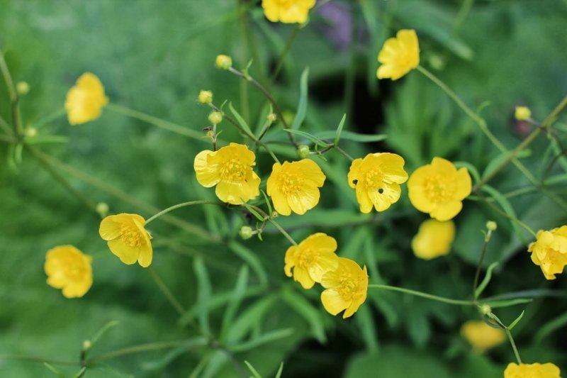 10 растений, которых следует опасаться 10 растений, которых следует опасаться полезные советы,растения,ядовитые растения