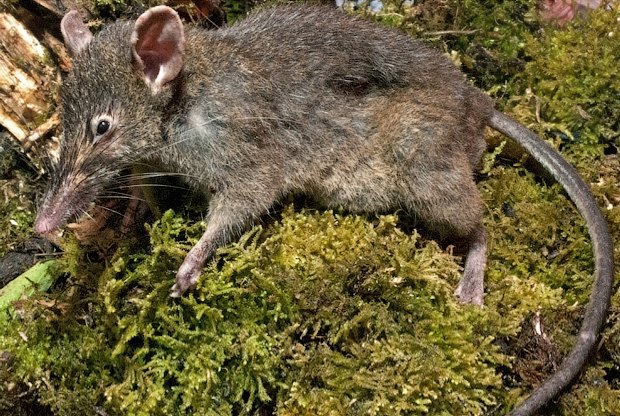 Как учёные находят новых животных: 10 недавно открытых видов Как учёные находят новых животных: 10 недавно открытых видов животные