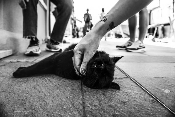 Когда пушистые комочки урчат и радуются Когда пушистые комочки урчат и радуются