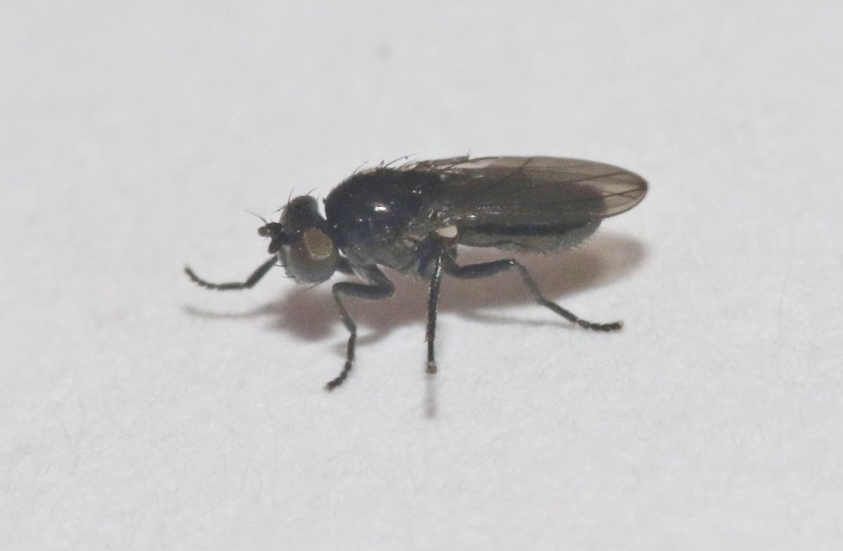 Нефтяная муха  (лат. Helaeomyia petrolei) 
