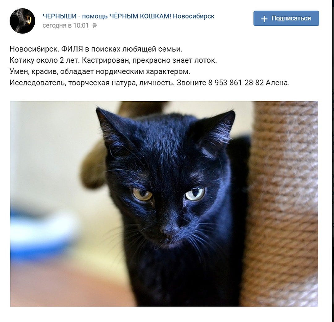 объявление о коте