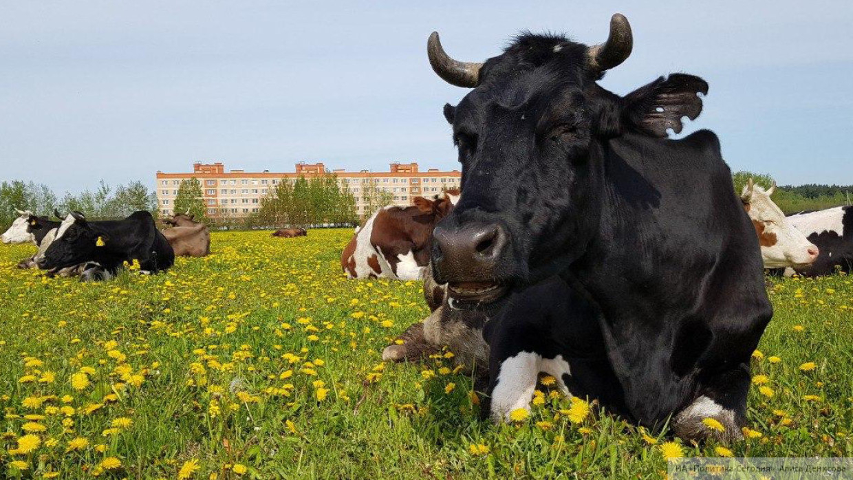 В Татарстане фермеры спасли из пожара 92 коровы