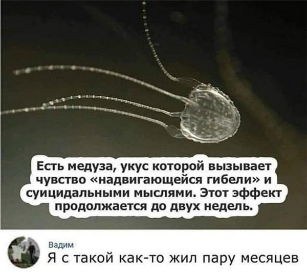 — Я же просила одну бутылку купить! — Одной не было! анекдоты,веселые картинки,приколы,юмор